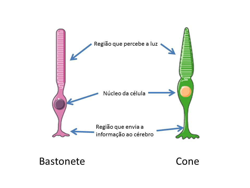 cones e bastonetes