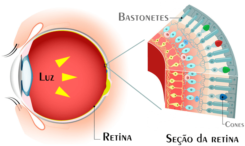 Seção da retina